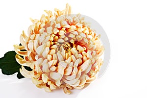 Chrysanthemum, blossom