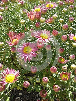 chrysanthemum blossoms. beautiful autumn flowers in the Kuban.