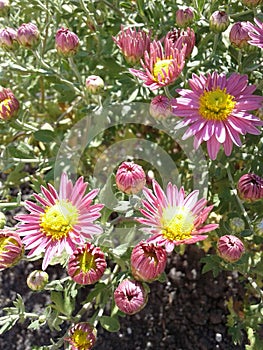 chrysanthemum blossoms. beautiful autumn flowers in the Kuban.