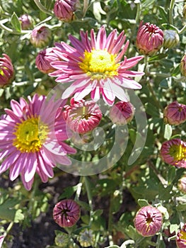 chrysanthemum blossoms. beautiful autumn flowers in the Kuban.