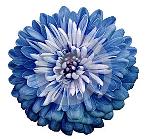 Chrysanthemum blue flower. On white isolated background with clipping path. Closeup no shadows. Garden flower. photo