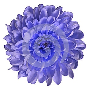 Chrysanthemum blue-violet. Flower on isolated white ba ckground with clipping path without shadows. Close-up. For design.