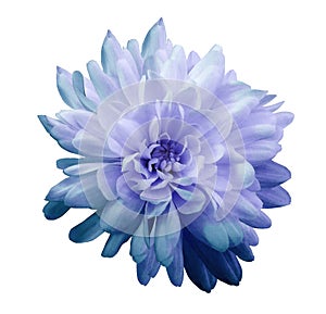 Chrysanthemum blue-violet. Flower on isolated white background with clipping path without shadows. Close-up. For design.