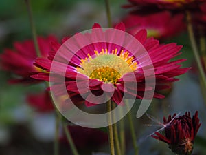 Chrysanthemum `Bonnie Red`. Chrysanthemum Flowers `Cottage Apricot`. Beautiful vibrant red and yellow autumn garden flower.