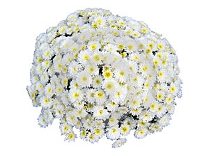 Chrysanthemum Bouquet Isolated photo