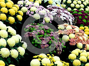 Chrysanthemum bouquets, multicolours, round, flowers