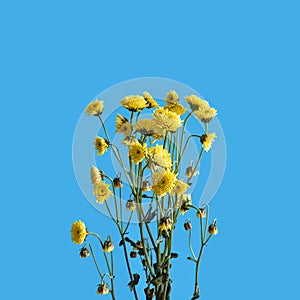 Chrysanthemum branch with small yellow flowers on a blue background