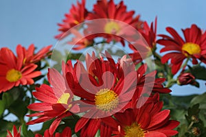 Chrysanthemum bunch