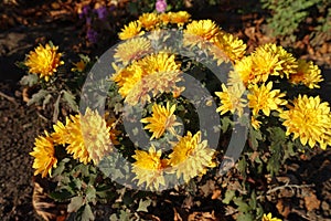 Chrysanthemum bush with amber yellow flowers