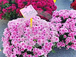Chrysanthemum bushes with a price tag