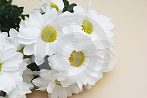 Chrysanthemum camomile White Flower Bouquet over Neutral Beige Background with Copy space.