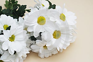 Chrysanthemum camomile White Flower Bouquet over Neutral Beige Background with Copy space.