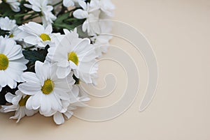 Chrysanthemum camomile White Flower Bouquet over Neutral Beige Background with Copy space.