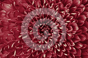 Chrysanthemum carmine flower closeup. Macro. It can be used in website design and printing.