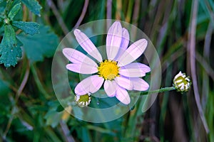 Chrysanthemum chanetii