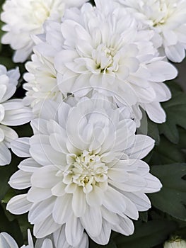 Chrysanthemum, chrysanthemum indicum, decorative flower