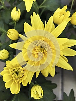 Chrysanthemum, chrysanthemum indicum, decorative flower