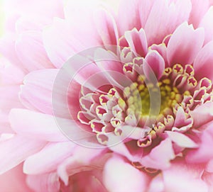 Chrysanthemum close up. Pink golden-daisy macro
