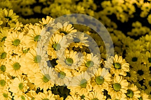 Chrysanthemum Copa yellow flowers selctive focus