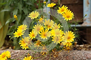 Chrysanthemum coronarium blossom