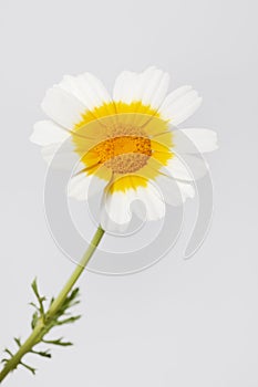 Chrysanthemum coronarium flower