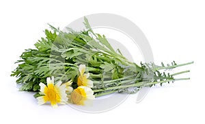 Chrysanthemum coronarium on white background