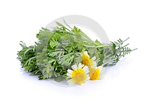 Chrysanthemum coronarium on white background