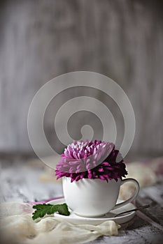 Chrysanthemum in a cup of tea