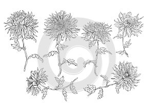 Chrysanthemum decorative flowers