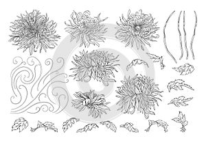 Chrysanthemum decorative flowers