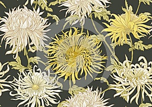 Chrysanthemum decorative flowers