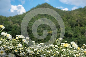 Chrysanthemum Field : White chrysanthemum flower in plantation field with blue sky background. for making chinese herbal medicine