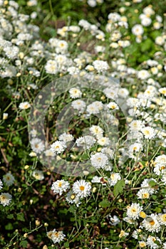 Chrysanthemum Field : White chrysanthemum flower in plantation field . for making chinese herbal medicine