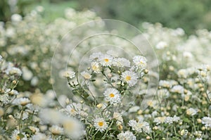 Chrysanthemum Field : White chrysanthemum flower in plantation field . for making chinese herbal medicine