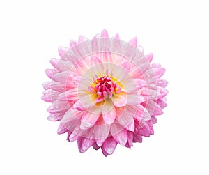 Chrysanthemum Flower