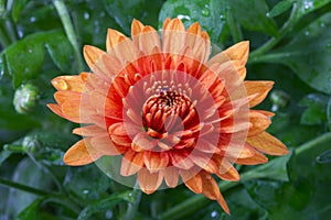 Chrysanthemum flower