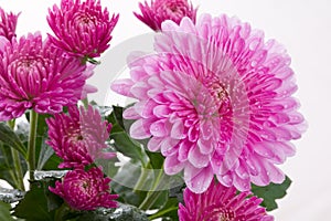 Chrysanthemum flower