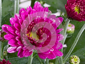 Chrysanthemum flower