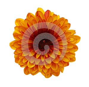 Chrysanthemum flower