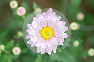 Chrysanthemum flower