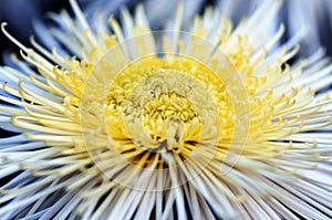 Chrysanthemum flower