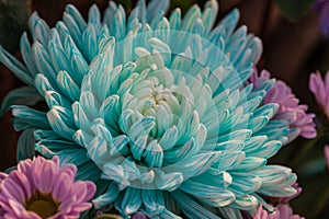 Chrysanthemum Flower arrangement. Beautiful, vivid, colorful mixed flower bouquet still life detail