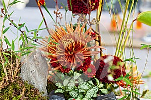 Chrysanthemum Flower arrangement. Beautiful, vivid, colorful mixed flower bouquet still life detail