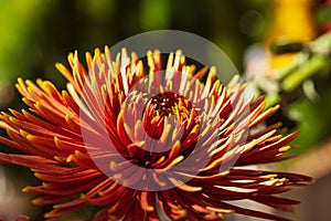 Chrysanthemum Flower arrangement. Beautiful, vivid, colorful mixed flower bouquet still life detail