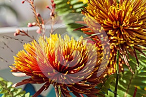 Chrysanthemum Flower arrangement. Beautiful, vivid, colorful mixed flower bouquet still life detail