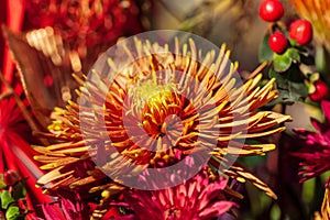 Chrysanthemum Flower arrangement. Beautiful, vivid, colorful mixed flower bouquet still life detail