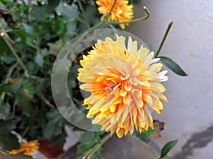 Chrysanthemum flower in beautiful yellow colour