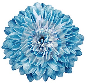 chrysanthemum flower blue. Flower isolated on a white background. No shadows with clipping path. Close-up. Nature