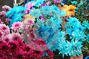 Chrysanthemum Flower, Blue, pink, red and yellow chrysanthemum in a flower shop.