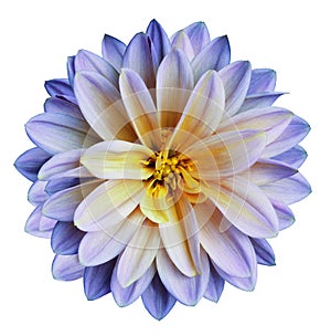 Chrysanthemum flower blue-yellow on a white isolated background with clipping path no shadows. Closeup. For design.